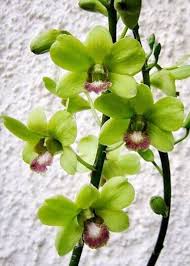 Green Phalaenopsis Flower Seeds for Planting – Sun Loving Heirloom Non-GMO High Germination Organic Garden Seeds