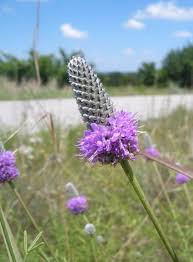 Dalea Purpurea Flower Seeds for Planting - Drought Tolerant, Heirloom, Non-GMO, High Germination Organic Garden Seeds