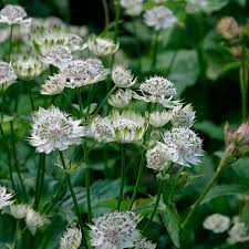 Masterwort Flower Seeds for Planting – Heirloom, Non-GMO, High Germination Organic Garden Seeds