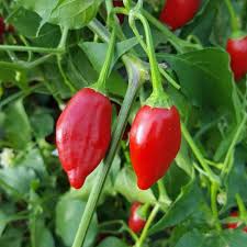 Red Inca Vegetable Seeds for Planting – Heirloom & Non-GMO Seeds for N ...