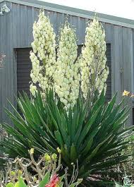 White Yucca Filamentosa Flower Seeds for Planting – Colorful Display Heirloom, Non-GMO, High Germination Garden Seeds