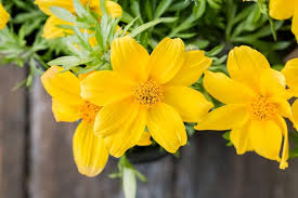 Earthechoseeds Bidens Flower Seeds - Thumbnail 4