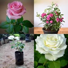 Pink & White Rose Flower Seeds for Planting – Heirloom, Non-GMO, Organic Garden Seeds with High Germination