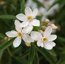 Aztec Pearl Flower Seeds for Planting – Pollinator Friendly Heirloom Non-GMO High Germination Garden Seeds