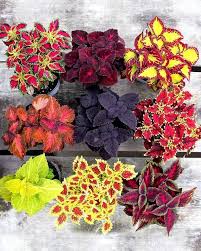 Coleus Flower Seeds for Planting Heirloom Non-GMO High Germination Organic Garden Seeds