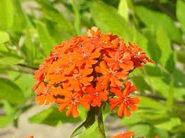 Maltese Cross Flower Seeds for Planting – Heirloom, Non-GMO, High Germination Organic Garden Seeds