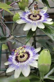 Passion Flower Seeds for Planting – Seasonal Bloomer, Heirloom, Non-GMO