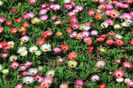 Mesembryanthemum Flower Seeds for Planting – Pollinator Friendly, Heirloom, Non-GMO, Organic Garden Seeds