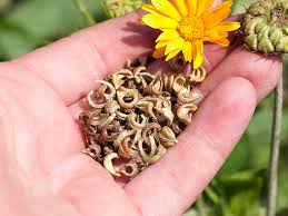 Calendula Flower Seeds for Planting – Colorful Display, Heirloom, Non-GMO