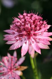 Astrantia Major Flower Seeds for Planting – Heirloom, Non-GMO, Compact Growth Organic Garden Seeds