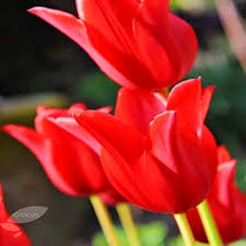 Deep Red Tulip Flower Seeds for Planting – Heirloom, Non-GMO, Long Bloom Season, Organic Garden Seeds