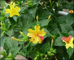 Yellow Red Four O'Clock Flower Seeds for Planting – Wildflower Mix, Heirloom, Non-GMO Seeds for Home Garden