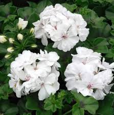 White Geranium Pelargonium Flower Seeds for Planting – Heirloom, Non-GMO, Organic Garden Seeds