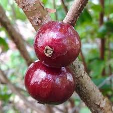Fruit Seeds,Garden seeds, Seeds For Planting,Plant Seeds