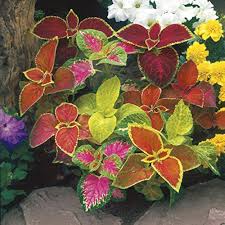 Coleus Flower Seeds for Planting – Seasonal Bloomer, Heirloom, Non-GMO, Organic Garden Seeds
