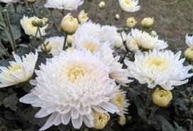 White Chrysanthemum Flower Seeds for Planting | Heirloom Non-GMO High Germination