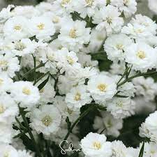 Flower Seeds, Seeds,Seeds For Planting,Plant Seeds