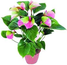 Anthurium Andraeanu Flower Seeds – Heirloom, Non-GMO, Fragrant Blossoms
