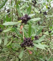 Fruit Seeds,Garden seeds, Seeds For Planting,Plant Seeds