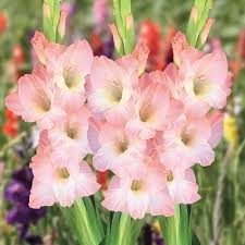 Peach Gladiolus Flower Seeds for Planting – Heirloom, Non-GMO, Cut Flower Favorite Organic Garden Seeds