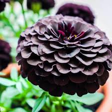 Dark Violet Marigold Flower Seeds for Planting – Heirloom, Non-GMO, Garden Favorite Organic Garden Seeds