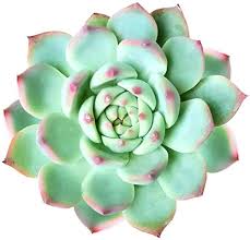 Blue Echeveria Derenbergii Seeds for Planting – Cottage Garden Essential, Heirloom, Non-GMO