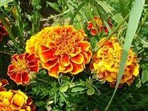 Marigold Sparky Flower Seeds for Planting – Heirloom, Non-GMO, Cut Flower Favorite Organic Garden Seeds