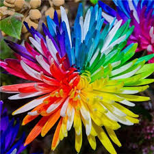 Rainbow Chrysanthemum Seeds for Planting – Pollinator Friendly, Heirloom, Non-GMO Garden Seeds