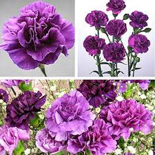 Deep Purple Carnation Flower Seeds for Planting – Garden Favorite, Heirloom, Non-GMO, High Germination