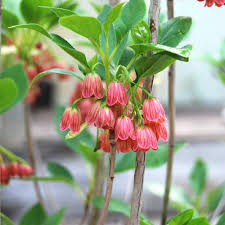 Enkianthus Campanulatus Flower Seeds – Heirloom, Non-GMO, Drought Tolerant