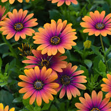 Orange & Blue William Osteospermum Flower Seeds for Planting – Heirloom, Non-GMO, Bright Blooms