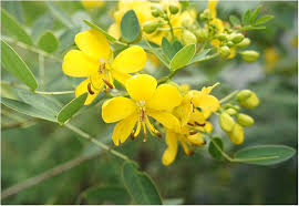 Cassia Occidentalis Flower Seeds for Planting – Vibrant Colors, Heirloom, Non-GMO, High Germination