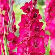 Pink Gladiolus Flower Seeds for Planting – Heirloom, Non-GMO, Vibrant Colors Organic Garden Seeds