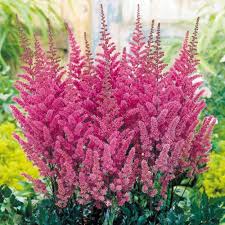 Astilbe Flower Seeds for Planting – Hardy Variety Heirloom Non-GMO High Germination Organic Garden Seeds
