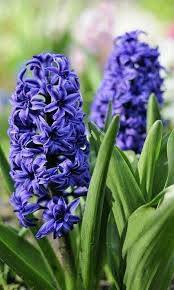 Deep Blue Hyacinth Flower Seeds for Planting – Heirloom, Non-GMO, High Germination Garden Seeds