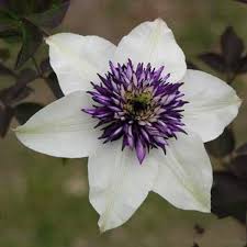 Clematis Flower Seeds for Planting | Heirloom Non-GMO Organic Garden Seeds, Long Bloom Season, High Germination