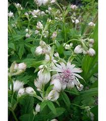 Astrantia Major Flower Seeds for Planting - Easy to Grow, Heirloom, Non-GMO, Organic Garden Seeds, High Germination