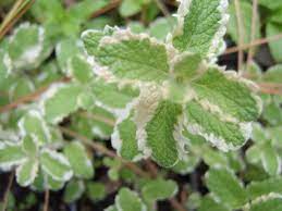 Herb Seeds,Garden seeds, Seeds For Planting,Plant Seeds