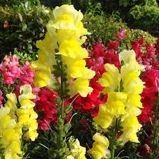Mixed Snapdragon Flower Seeds for Planting – Heirloom, Non-GMO, Easy-to-Grow Organic Garden Seeds