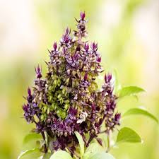 Basil Scented Flower Seeds for Planting | Heirloom Non-GMO Organic Garden Seeds