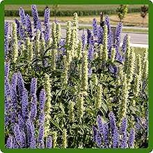 Blue Hyssopus Officinalis Flower Seeds for Planting – Heirloom, Non-GMO, Colorful Display Organic Garden Seeds