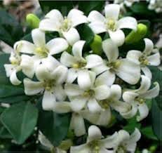 Murraya Paniculata Flower Seeds for Planting – Long Bloom Season Heirloom Non-GMO High Germination Organic Garden Seeds