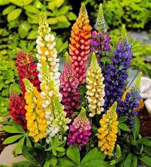 Mixed Lupine Flower Seeds for Planting – Heirloom, Non-GMO, Organic Garden Seeds