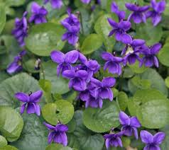 Purple Viola Charlotte Flower Seeds for Planting – Fragrant Heirloom, Non-GMO, High Germination Garden Seeds