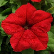Red Petunia Flower Seeds for Planting – Long Bloom Season Heirloom, Non-GMO, High Germination Organic Garden Seeds