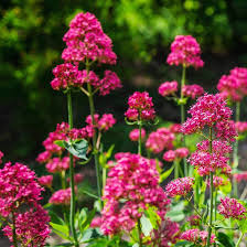 Red Jupiter Flower Seeds for Planting – Cut Flower Favorite Heirloom Non-GMO Seeds