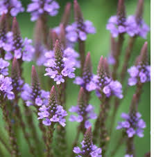 Flower Seeds, Seeds,Seeds For Planting,Plant Seeds