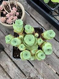 Greenovia Flower Seeds for Planting – Heirloom, Non-GMO, Vibrant Colors High Germination Seeds