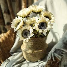 Sunflower White Flower Seeds for Planting | Heirloom Non-GMO Organic Garden Seeds, High Germination