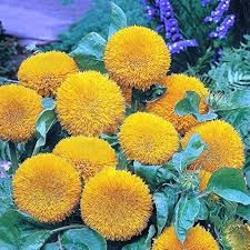 Teddy Bear SunFlower Seeds for Planting – Heirloom, Non-GMO, High Germination Organic Garden Seeds